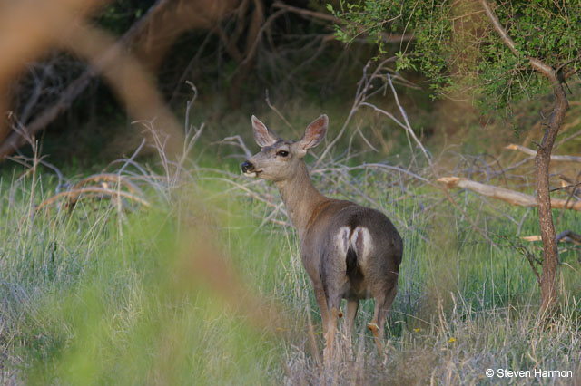 mule_deer_2