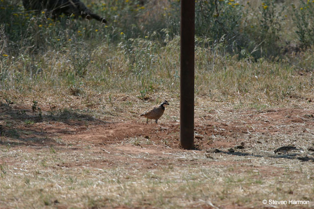 northern_bobwhite_1