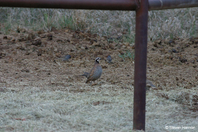 northern_bobwhite_2