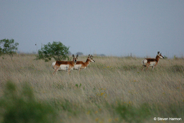 pronghorn_antelope_1