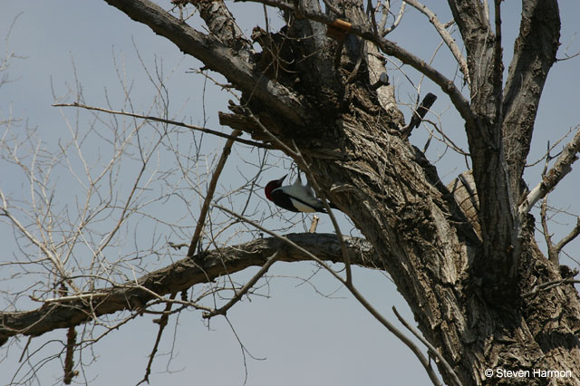 red_headed_woodpecker_2