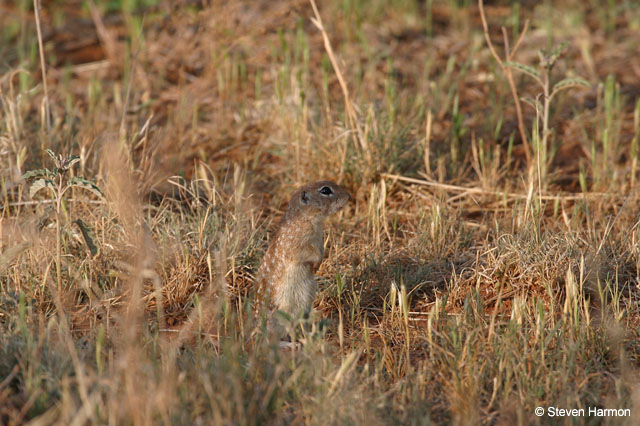 spotted_ground_squirrel