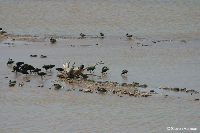 white_faced_ibis_2