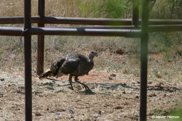 wild_turkey_2