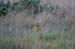 eastern_meadowlark_1