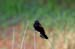 redwing_blackbird_1