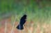 redwing_blackbird_2