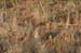 spotted_ground_squirrel