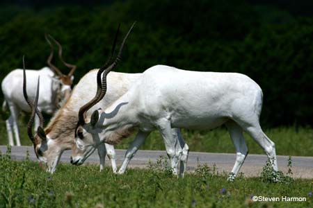 addax_3