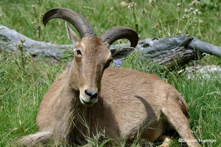 aoudad_1