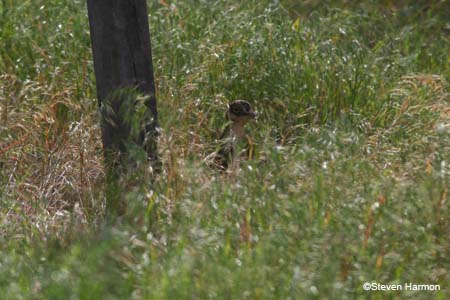 attwater's_prairie-chicken_2