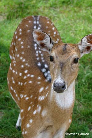 axis_deer_1