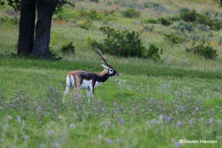 blackbuck_1