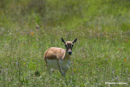 blackbuck_2