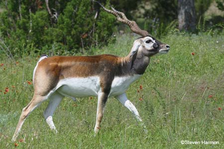 blackbuck_3