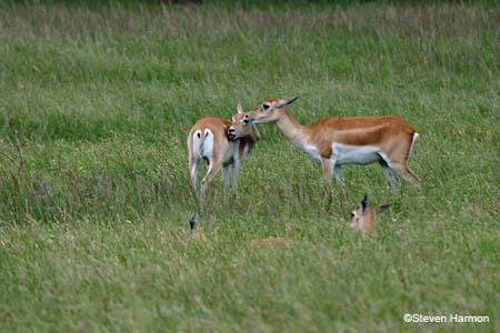 blackbuck_4