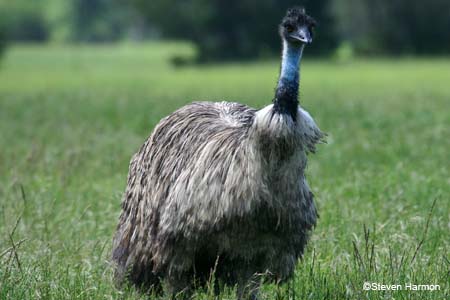 emu_1