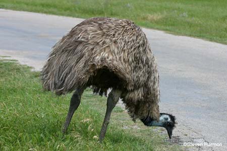 emu_2