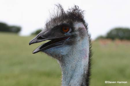 emu_4