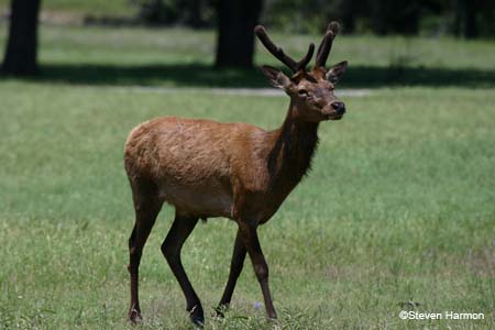 european_red_deer_1