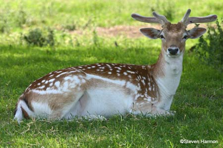 fallow_deer_1