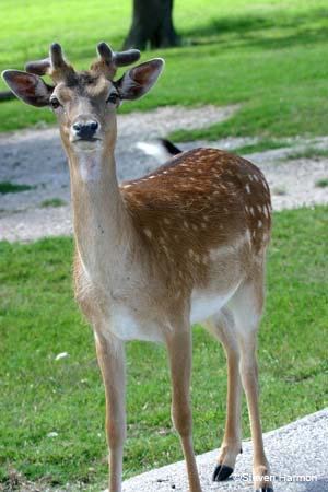 fallow_deer_2