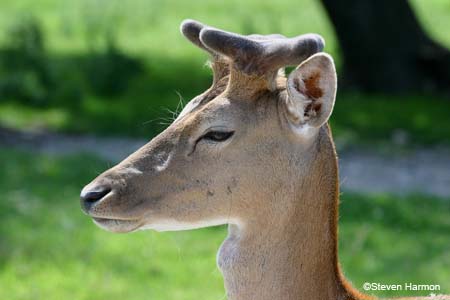 fallow_deer_3