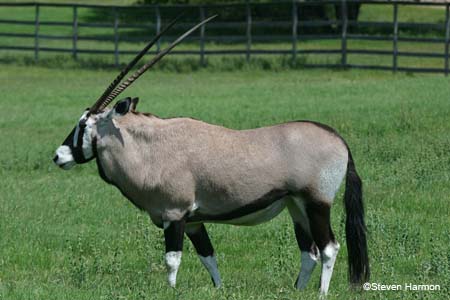 gemsbok_1