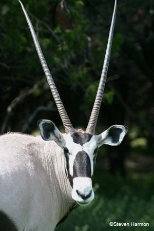 gemsbok_2