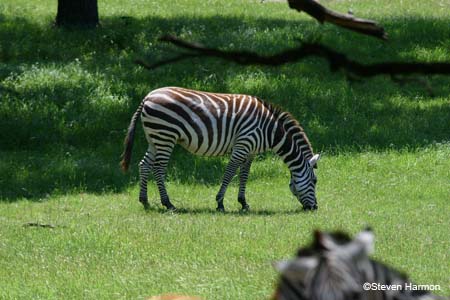 grant's_zebra_1