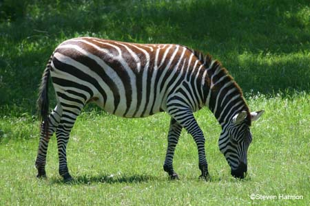 grant's_zebra_2