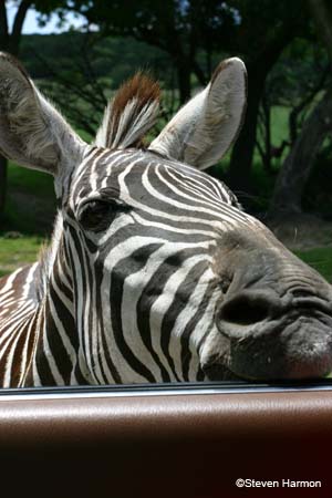 grant's_zebra_4