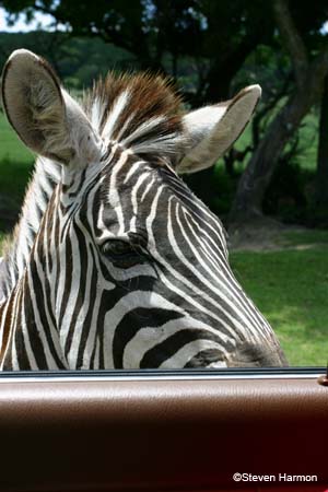 grant's_zebra_5