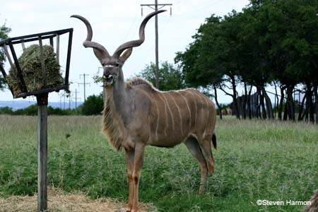 greater_kudu_1