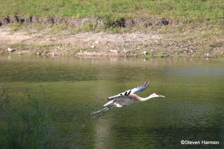 greater_sandhill_crane_1