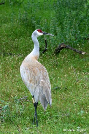 greater_sandhill_crane_3