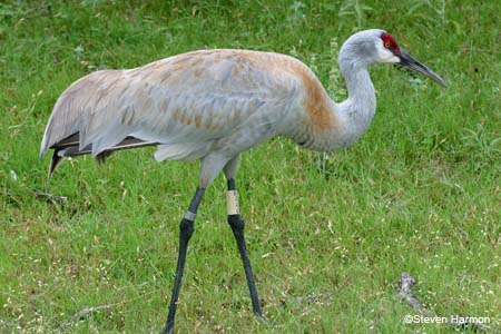 greater_sandhill_crane_4