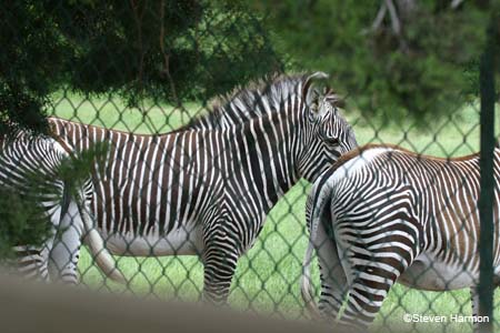 grevey's_zebra