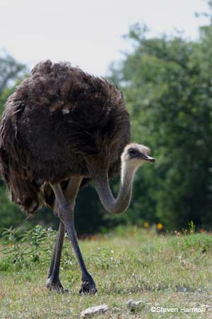 ostrich_1