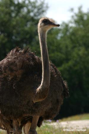 ostrich_2