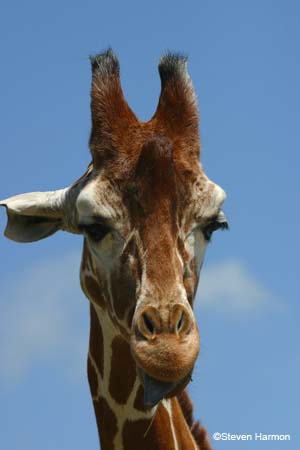 reticulated_giraffe_1