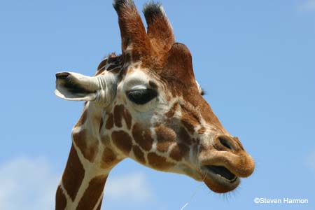 reticulated_giraffe_2