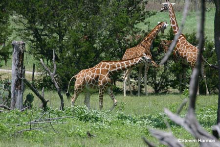 reticulated_giraffe_3