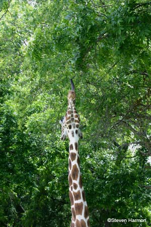 reticulated_giraffe_4