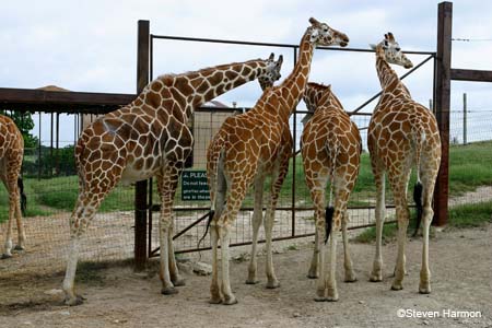 reticulated_giraffe_6