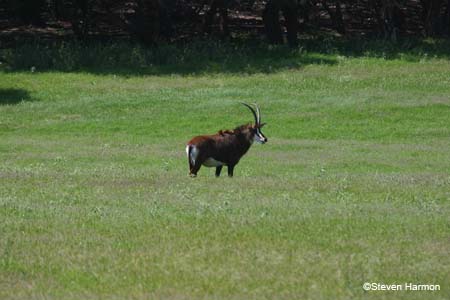 sable_antelope_1