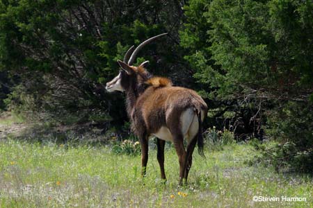 sable_antelope_4