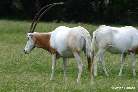 scimitar-horned_oryx_2