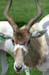 addax_1