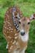 axis_deer_1